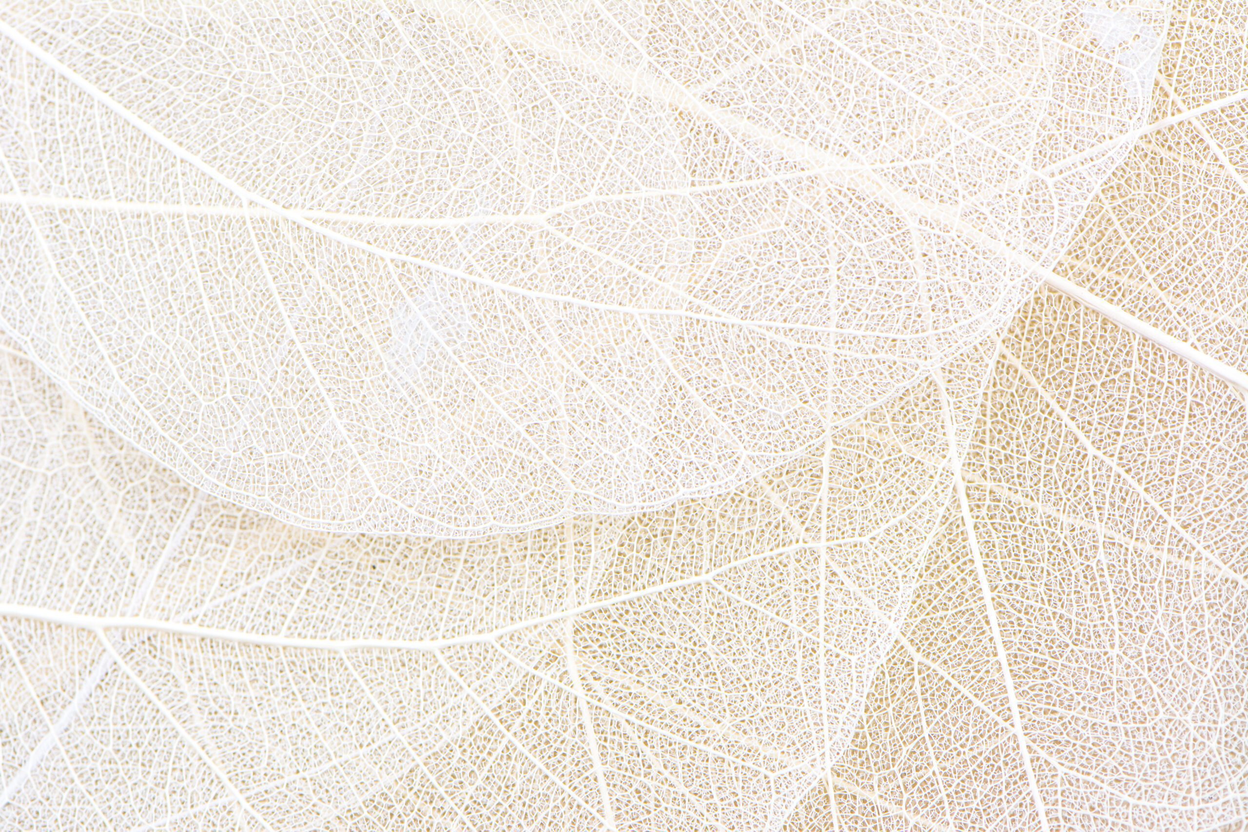 Close,Up,Of,Fiber,Structure,Of,Dry,Leaves,Texture,Background.